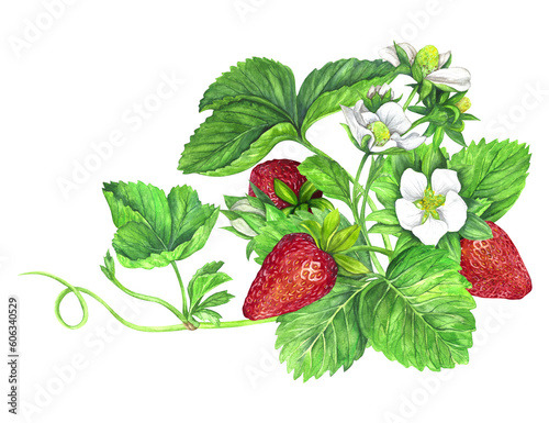 Strawberry bush with white flowers, green leaves and red juicy strawberries. Watercolor illustration isolated on transparent background. Fruit print. For postcards, packages, postcards, logo, desserts