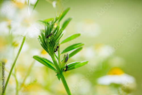 grass and ants