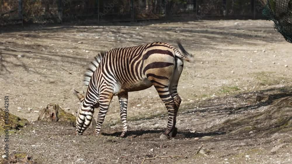 The Hartmann's mountain zebra, Equus zebra hartmannae is a subspecies of the mountain zebra found in far south-western Angola and western Namibia. The Hartmann's mountain zebra, Equus zebra hartmannae is a subspecies of the mountain zebra found in far south-western Angola and western Namibia.
