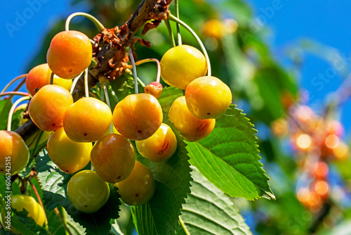 close-up of ripening early cherries with moniliosis disease in the garden against the sky, Diseases and pests of the garden