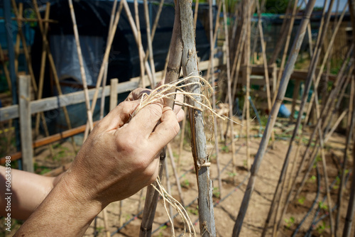 Farmer tying canes for tomato cultivation