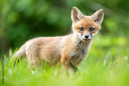 Red fox kit in the forest scenery