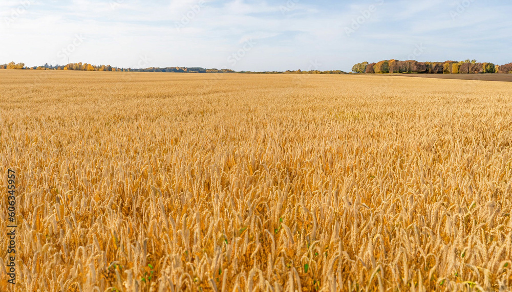Wheat field. Ears of golden wheat closeup. Harvest concept Wheat field. Ears of golden wheat closeup. Harvest concept