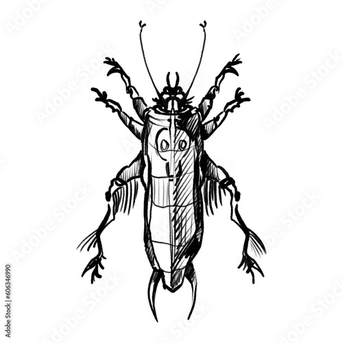 Hand drawn fantasy bug/beetle