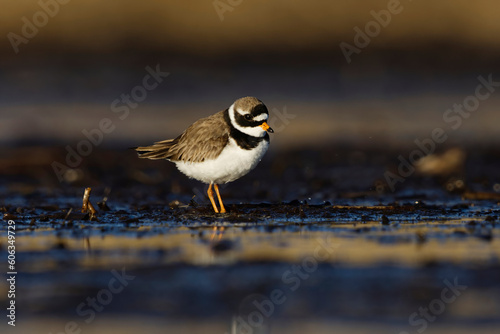 Common ringed plover or ringed plover (Charadrius hiaticula) in the wetlands in spring. photo