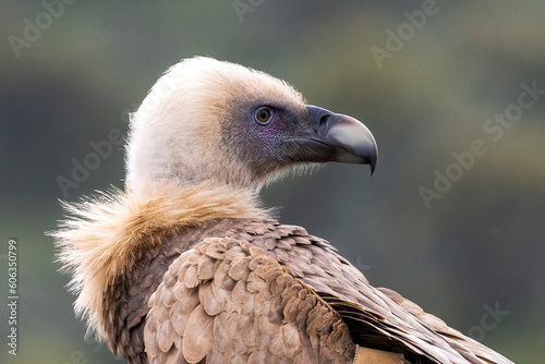 Portrait of Griffon Vulture Gyps fulvus, green background, biblical gyps, Old World vultures are vultures that are found in the Old World, i.e. the continents of Europe, Asia and Africa, photo