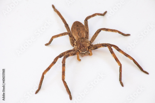 Rain Spider (Palystes superciliosus) 0593 © Kobus