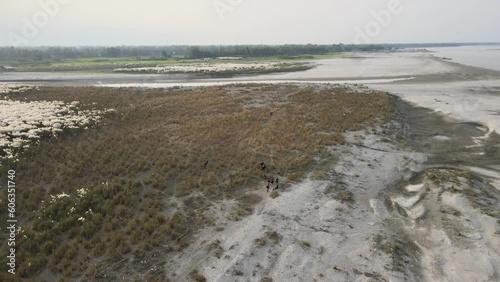 People herding cattles in sandbars. Cows, goats, buffalos , sariakandi, bogura, bangladesh photo