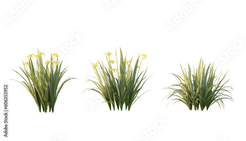 isolated cutout foreground plant like grass name Iris Pseudacorus in 3 different model option, best use for landscape design.