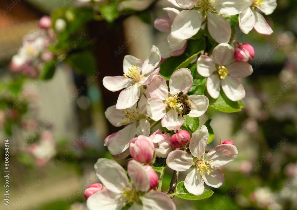 Abundant flowering of apple trees in spring. Apple tree branch in beautiful fragrant flowers