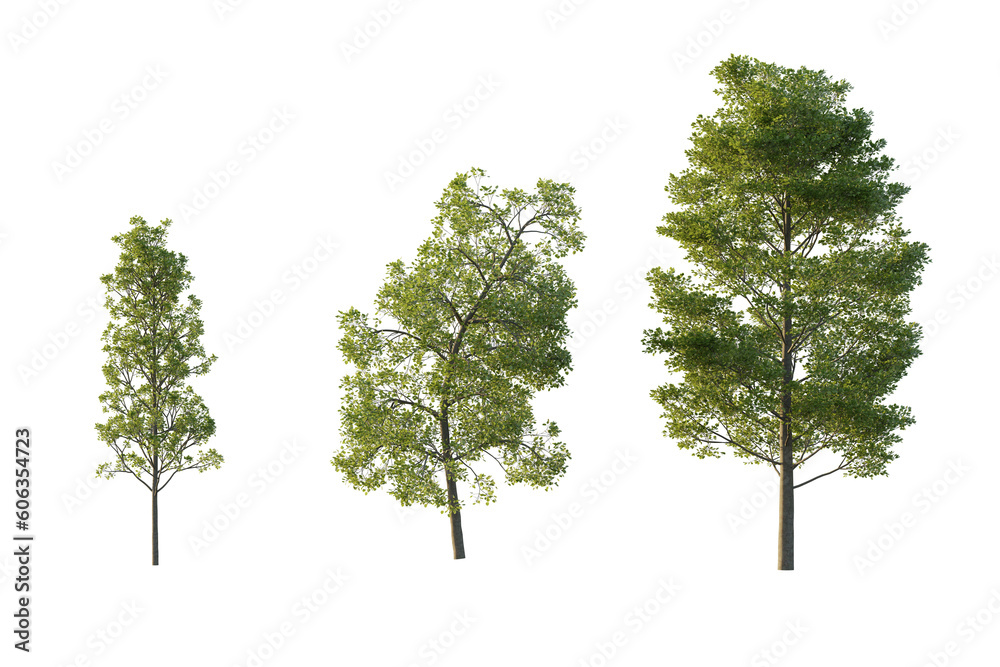 Obraz premium isolated cutout tall and big tree Populus Grandidentata in 3 different model option, best use for landscape design