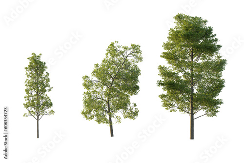 isolated cutout tall and big tree Populus Grandidentata in 3 different model option, best use for landscape design photo