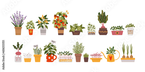 Indoor kitchen garden set, cartoon style. Various types of Herbs, vegetables and Microgreens in a pots. Urban Cozy home gardening hobby. Trendy modern isolated vector illustration, hand drawn, flat
