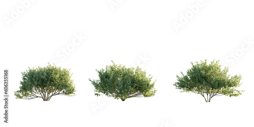 Canvas-taulu isolated cutout bushes for foreground in 3 different model option