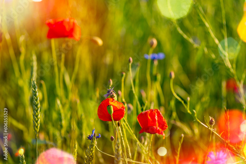 Field with poppies, flowers, ears of wheat or erysipelas, cornflowers, weeds.