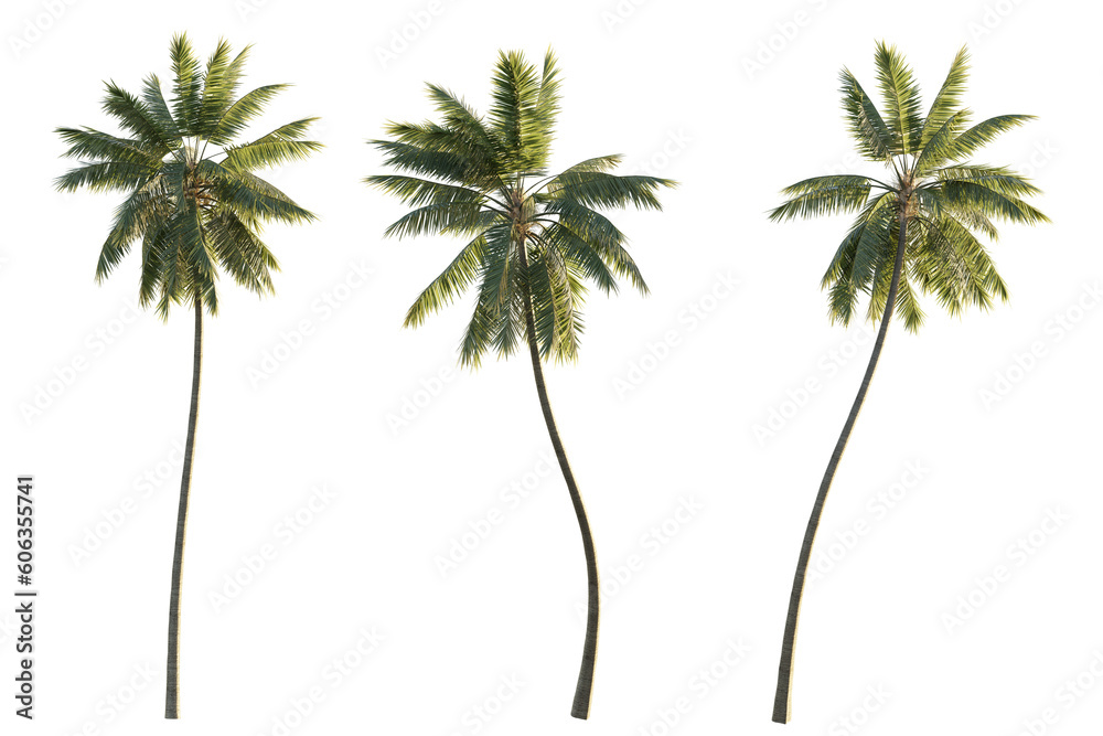 isolated cutout tropical coconut palm tree Cocos nucifera in 3 different model option, best use for landscape design - obrazy, fototapety, plakaty 