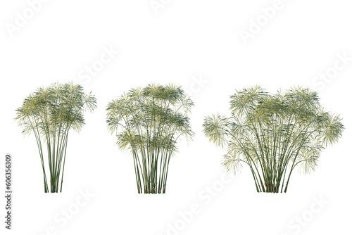 isolated cutout tropical water plant,high grass Cyperus papyrus in 3 different view, use for landscape design. photo