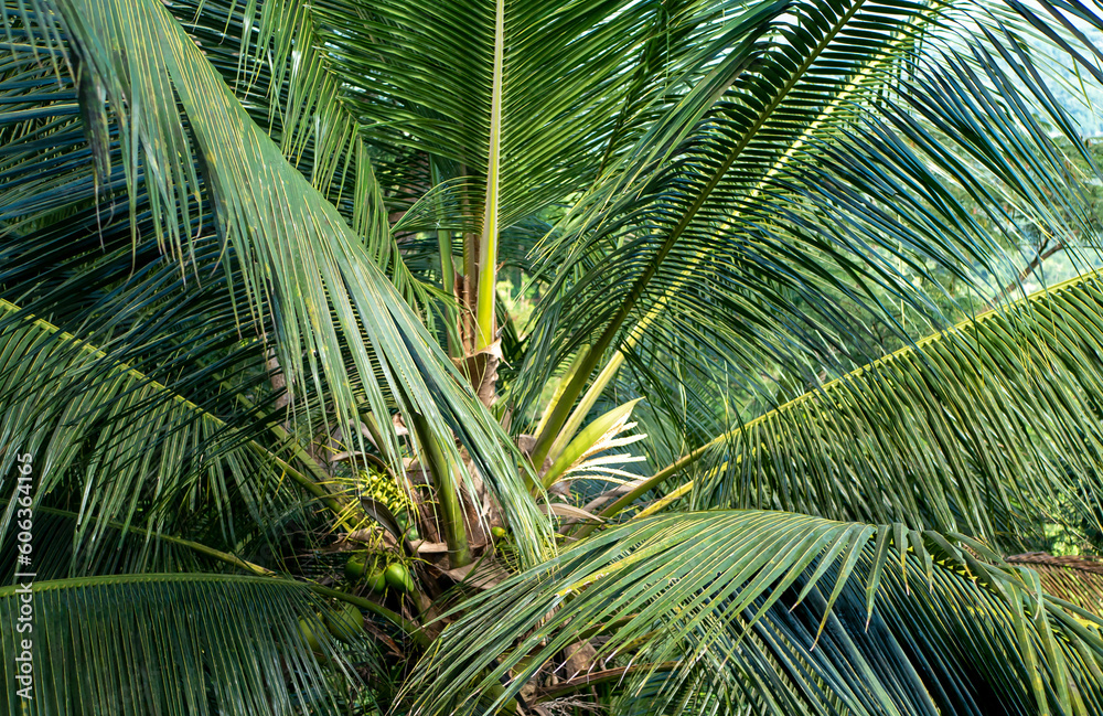 Coconut palm green leaves, its flower and young coconut fruits