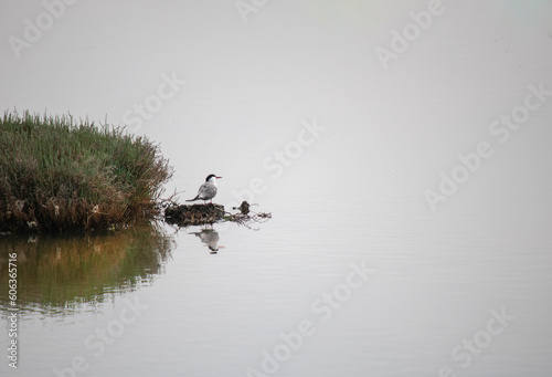 Tern waiting for its tuva by the reeds in the lake