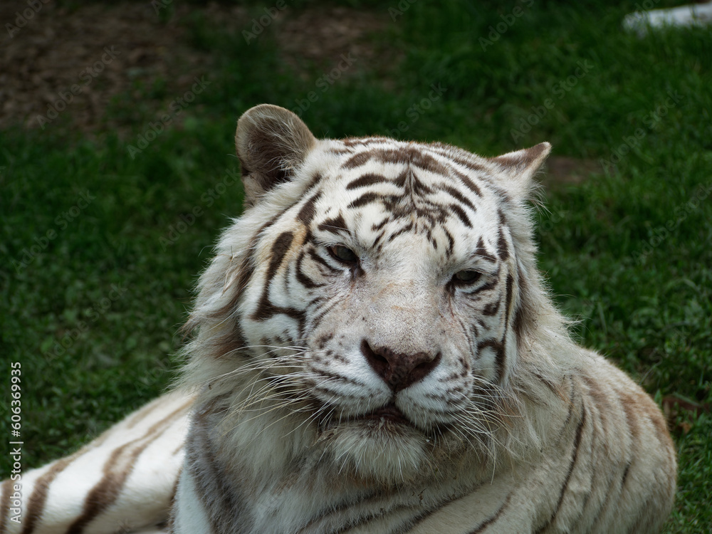 Fototapeta premium Portrait of a beautiful white tiger in 