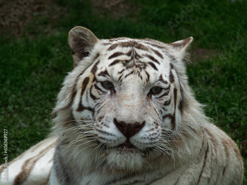 Portrait of a beautiful white tiger in  Domaines des fauves  zoo  Les Abrets  France