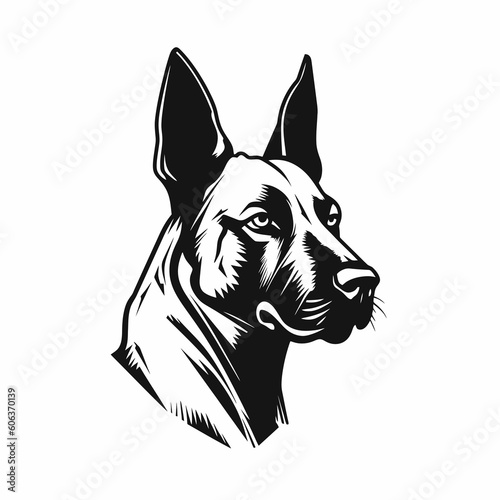 black and white dog, malinois