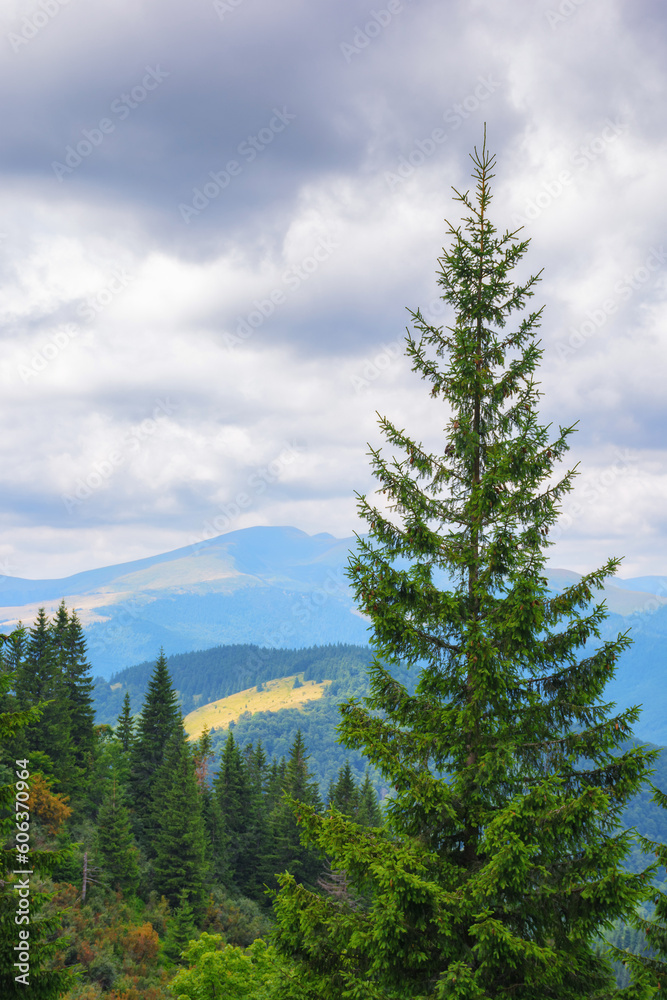 nature scenery with coniferous tree. summer landscape in mountains. adventure and recreation in carpathians, ukraine