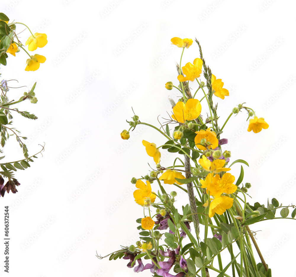 Meadow flowering plants yellow anemone and common vetch isolated on white background. Spring flowers Anemonoides ranunculoides and Vicia sativa.