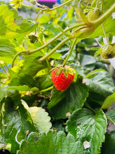 Ripe organic strawberry bush in the garden close up. Growing a crop of natural strawberries photo