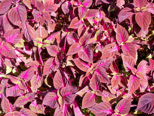 Purple Coral Coleus, commonly known as coleus, a species of flowering plant