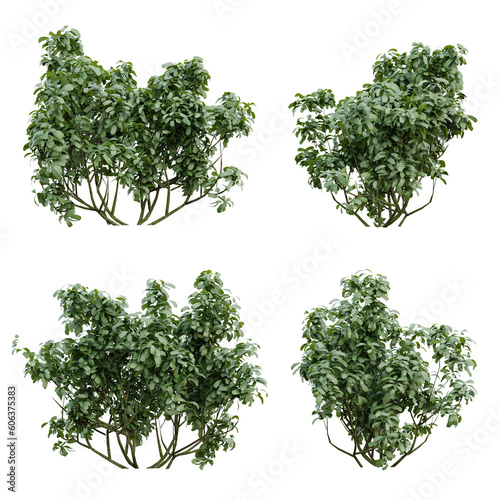 Green plants bush on transparent background  garden design  3d render illustration.