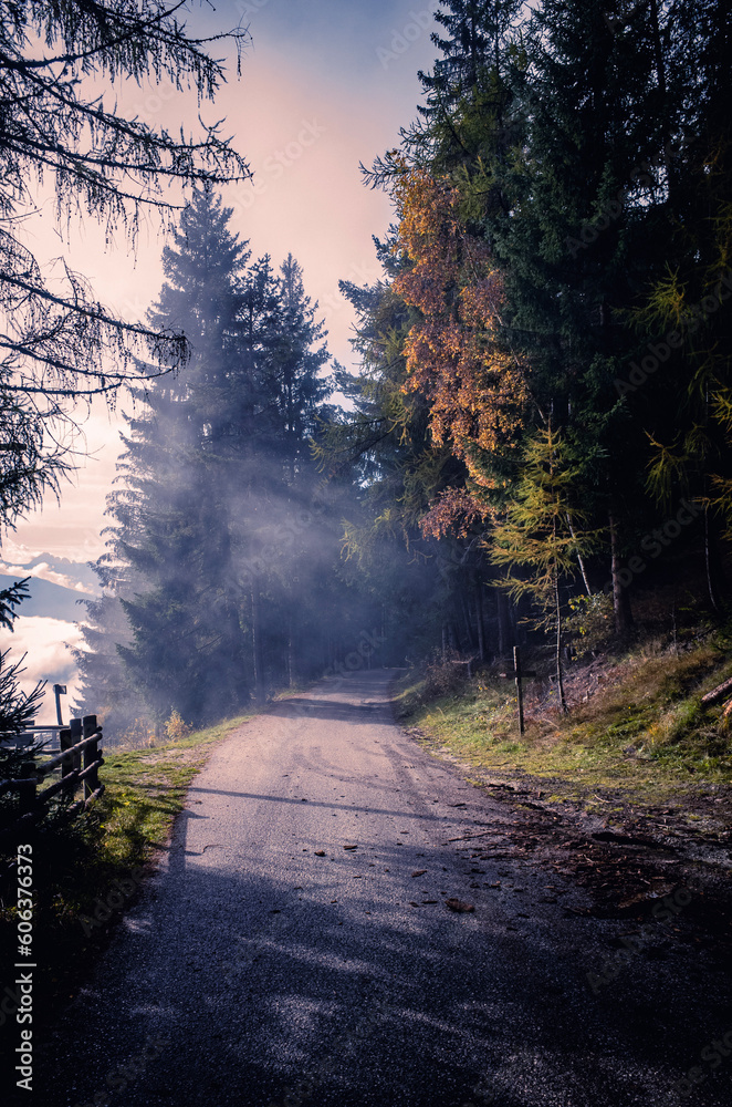 morning in the forest morning in the forest