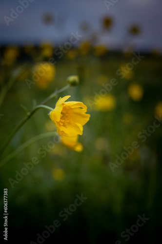 yellow flower in the sun