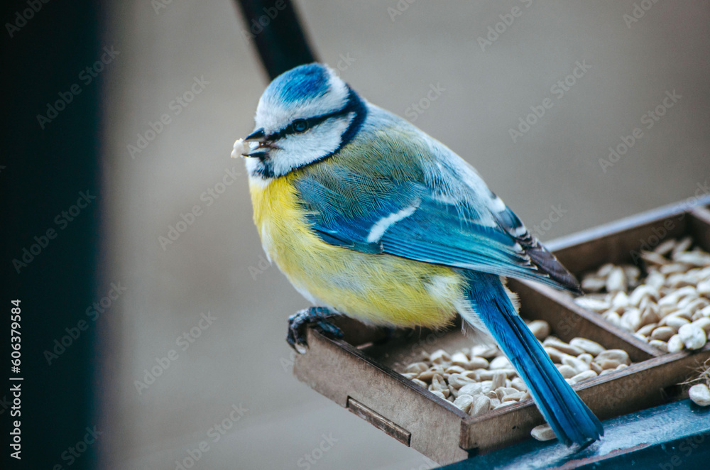 Obraz premium Blue tit bird close up on a feeder