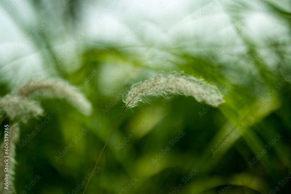 Saccharum spontaneum is a kind of grass that grows white blossoms