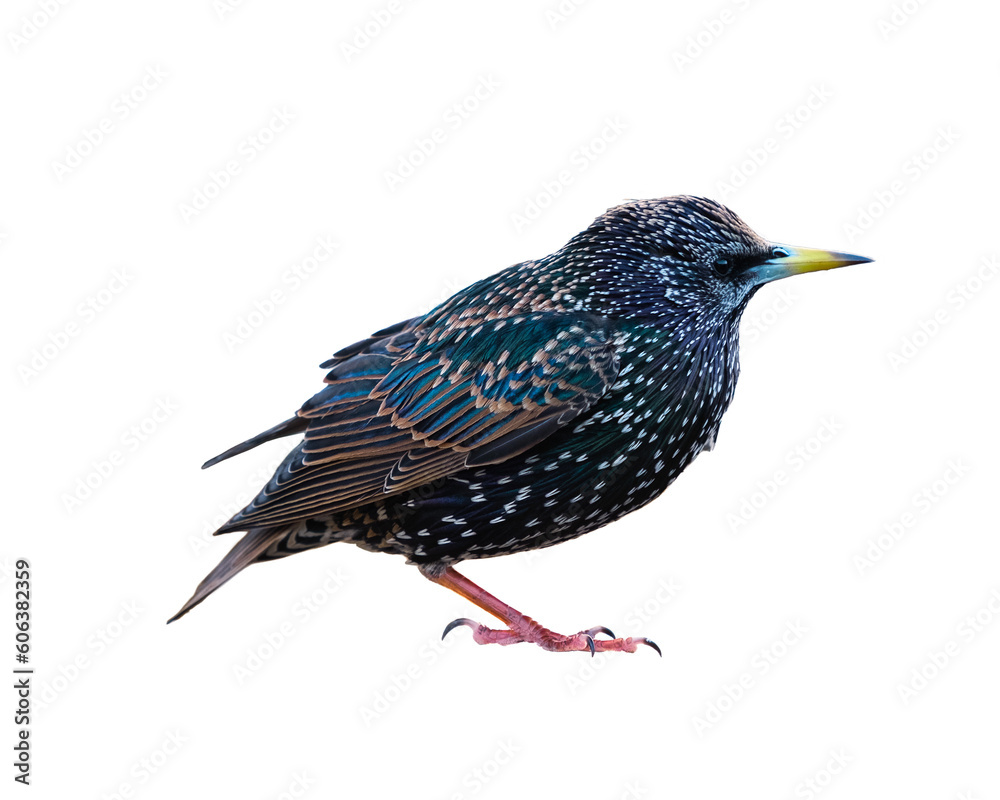 Fotografia Comon starling sat down on a table in a cafe