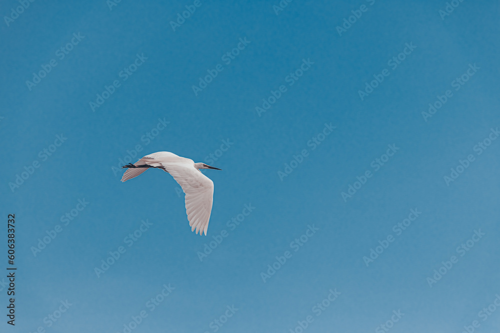 seagull in the sky seagull in the sky