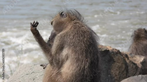 Chacma baboon cleaning hands near flowing African river photo