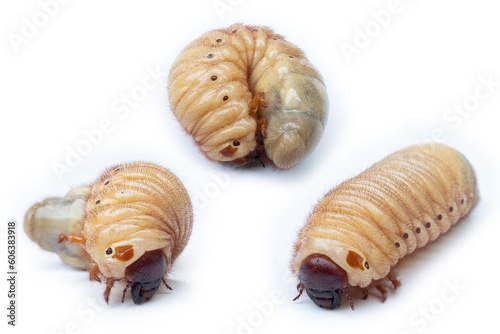 A picture of three rare stags Larvae before it pupates.