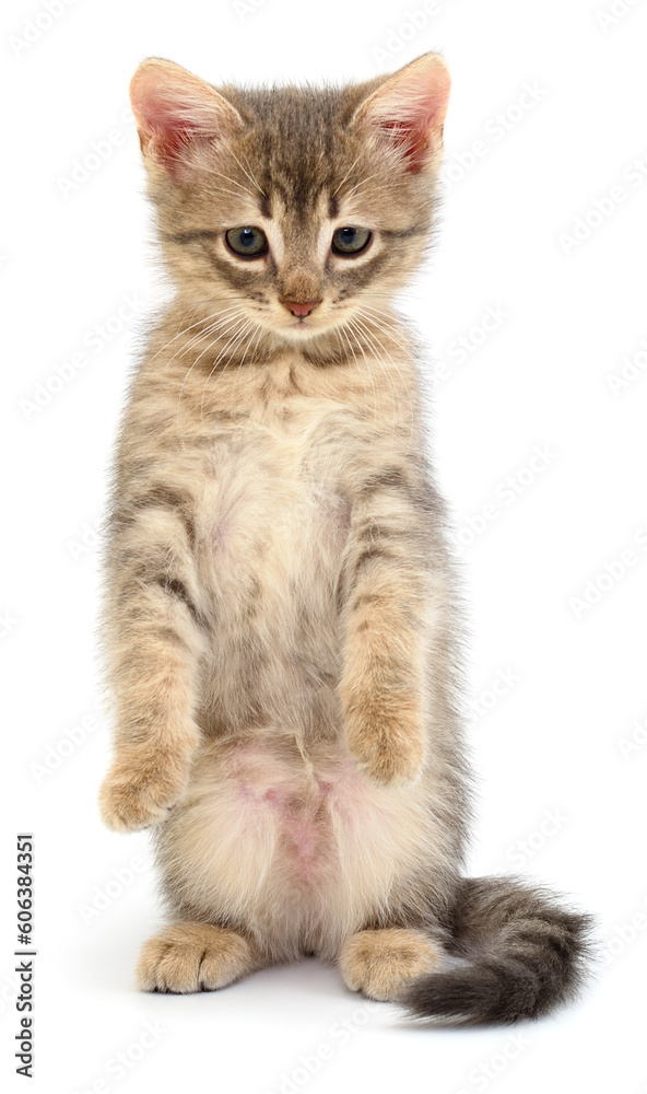 Kitten on white background.