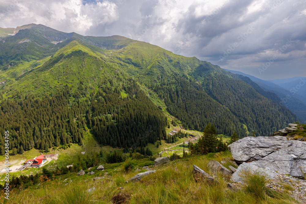The carpathian forest in romania