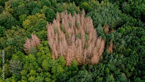Aerial view footage of German forest dieback with dead trees damaged by drought