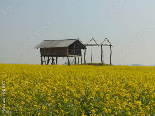 yellow flowers field in the spring 