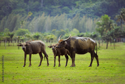 family of water buffalo standing on green grass  field among raining weather