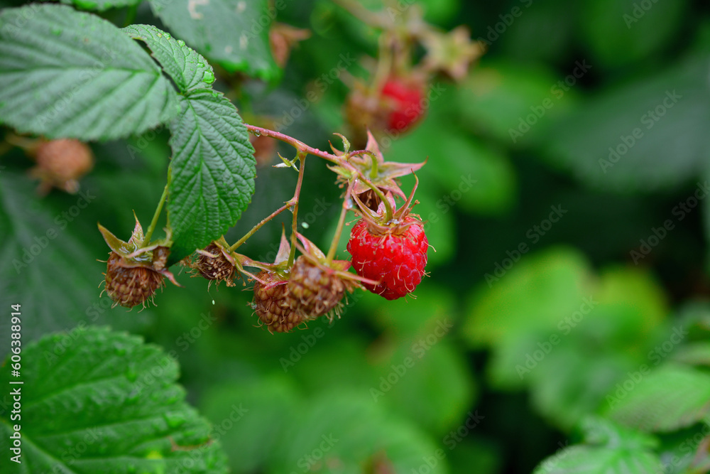 A raspberry bush with a few drops of water on it and green leaves on background A raspberry bush with a few drops of water on it and green leaves on background