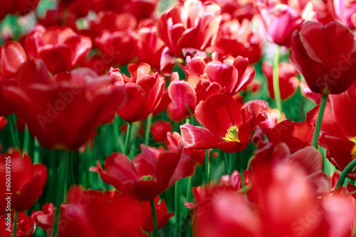 Many blossoming red tulips  flower field