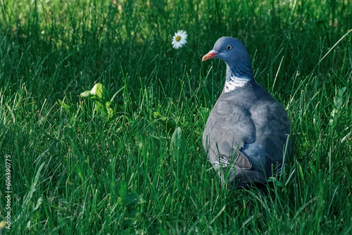 Wood pigeon sits on a background of bright green grass with a flower