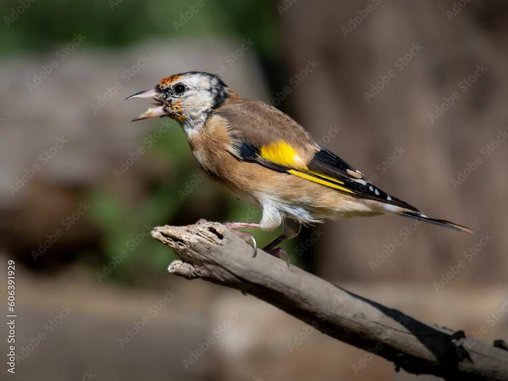 Close-up shot of a Goldfinch perched on a branch on a blurred background Close-up shot of a Goldfinch perched on a branch on a blurred background