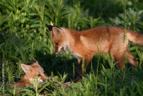 Spring scene of a cute curious baby Red Fox pups playing outside of their den