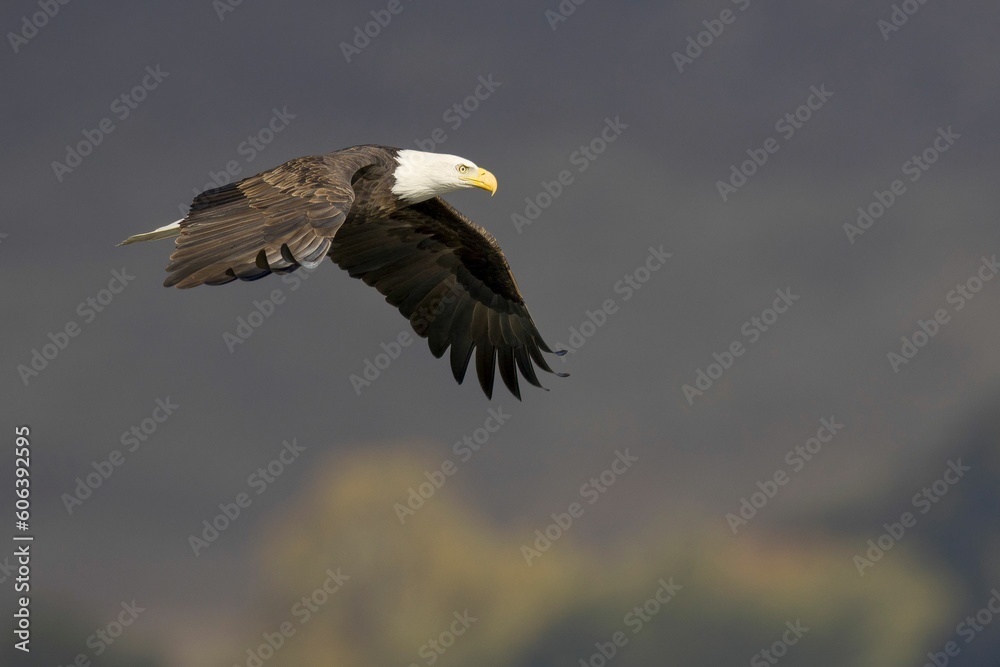 Dramatic shot of a Bald eagle (Haliaeetus leucocephalus) in flight Dramatic shot of a Bald eagle (Haliaeetus leucocephalus) in flight